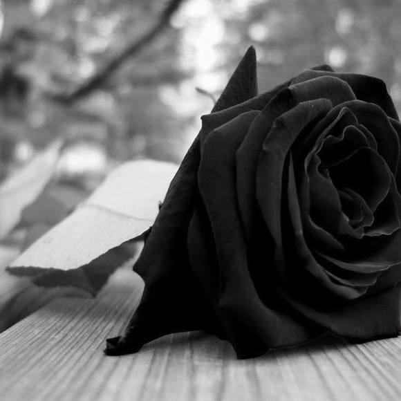 Meet your Posher, Dioni - Picture 1 of 1